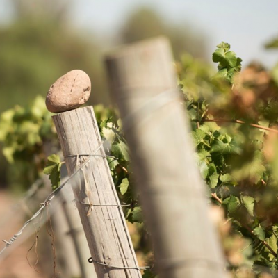 Plus de 400 hectares cultivés